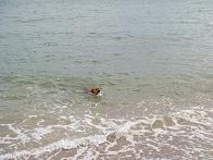 Denizci Köpeğimiz Rose yine denize girmiş